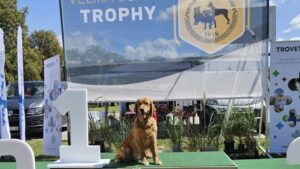 1ca557be-6cf1-4daa-a8de-e0b14212b60c